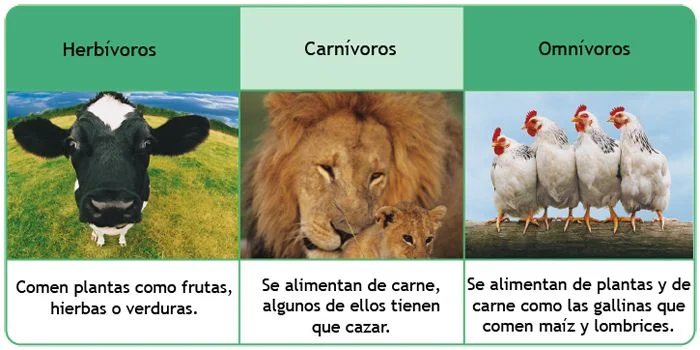 Diferencia entre herbívoros carnívoros y omnívoros