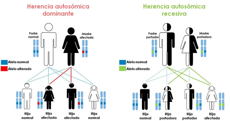 Diferencia entre herencia monogénica y poligénica