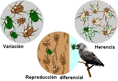 Diferencia entre herencia y variación