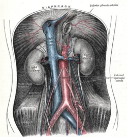 Diferencia entre la aorta y la vena cava