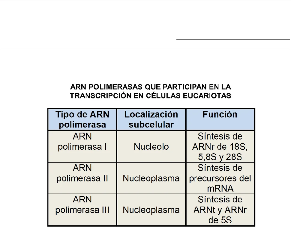 Diferencia entre la ARN polimerasa 1 2 y 3