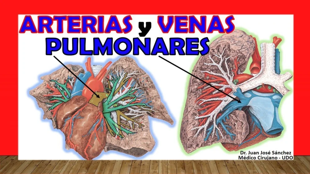 Diferencia entre la arteria pulmonar y la vena pulmonar