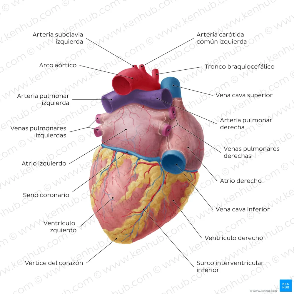 Diferencia entre la arteria pulmonar y otras arterias