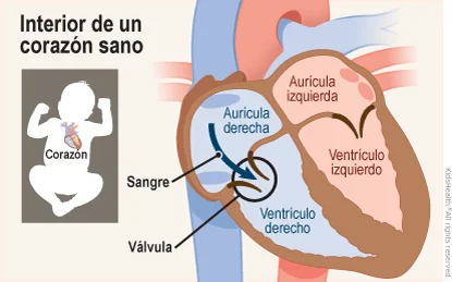 Diferencia entre la aurícula derecha y la izquierda