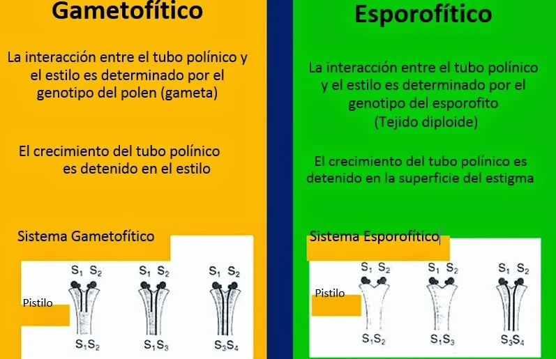 Diferencia entre la autoincompatibilidad gametofítica y esporofítica