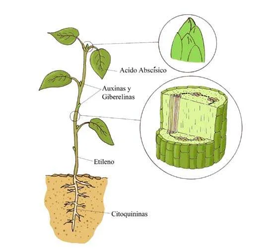 Diferencia entre la auxina giberelina y la citoquinina