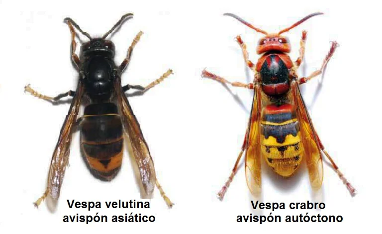 Diferencia entre la avispa asiática y la avispa europea
