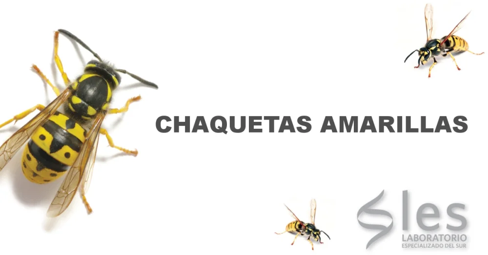 Diferencia entre la avispa chaqueta amarilla y la abeja melífera
