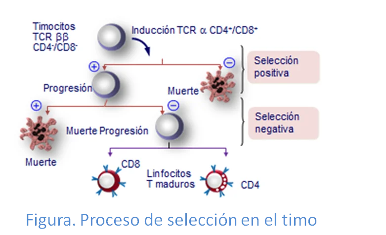 Diferencia entre la selección positiva y negativa de células T
