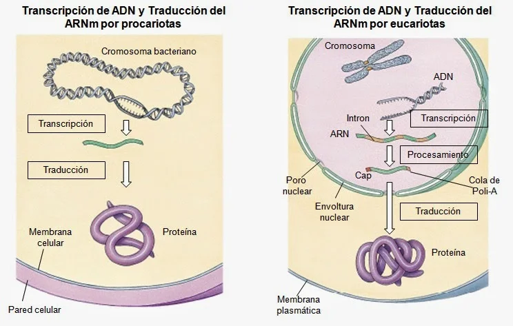 Diferencia entre la síntesis de proteínas en procariotas y eucariotas