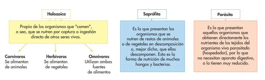 Diferencia entre nutrición holozoica y saprofita