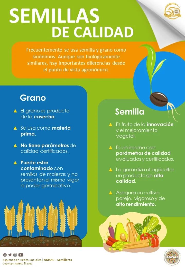 Diferencia entre semilla y grano