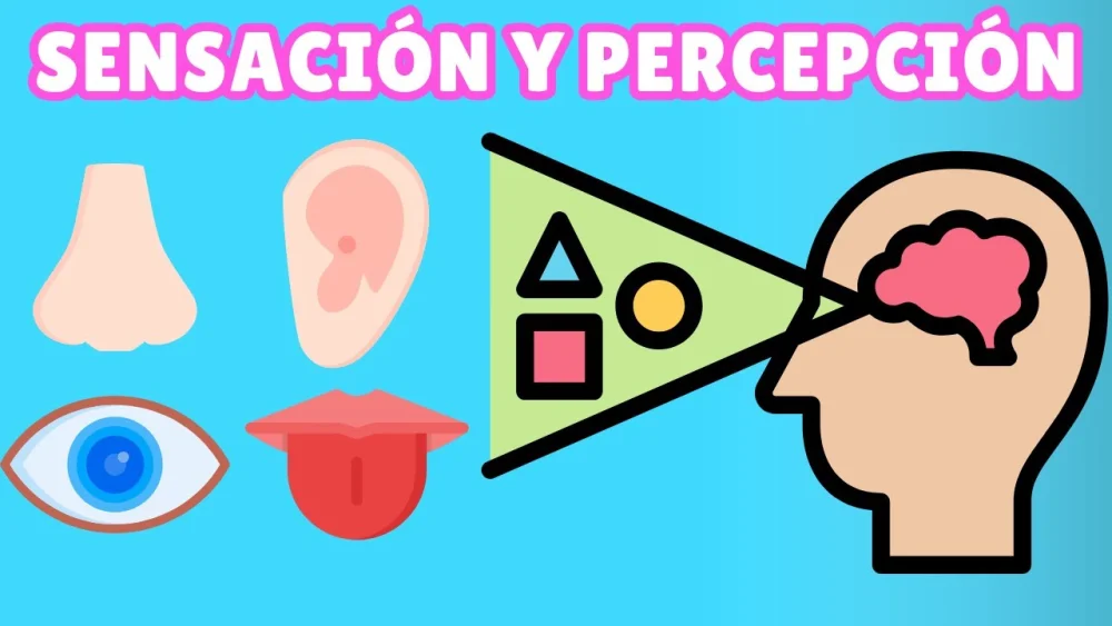Diferencia entre sensación y percepción