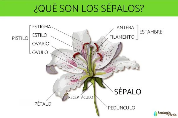 Diferencia entre sépalos y pétalos