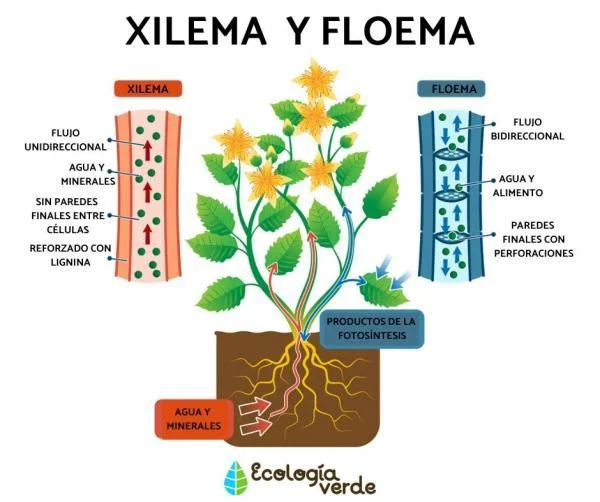 Diferencia entre xilema y floema