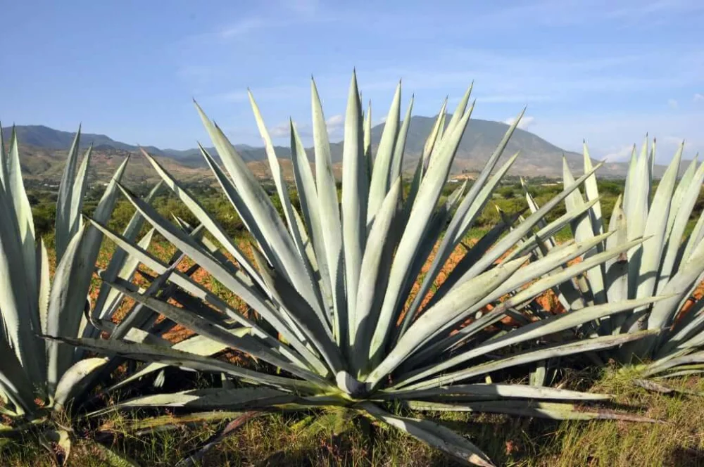 Diferencia entre agave y agave azul Estilo de vida