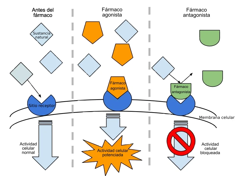 Diferencia entre agonista y antagonista Idiomas