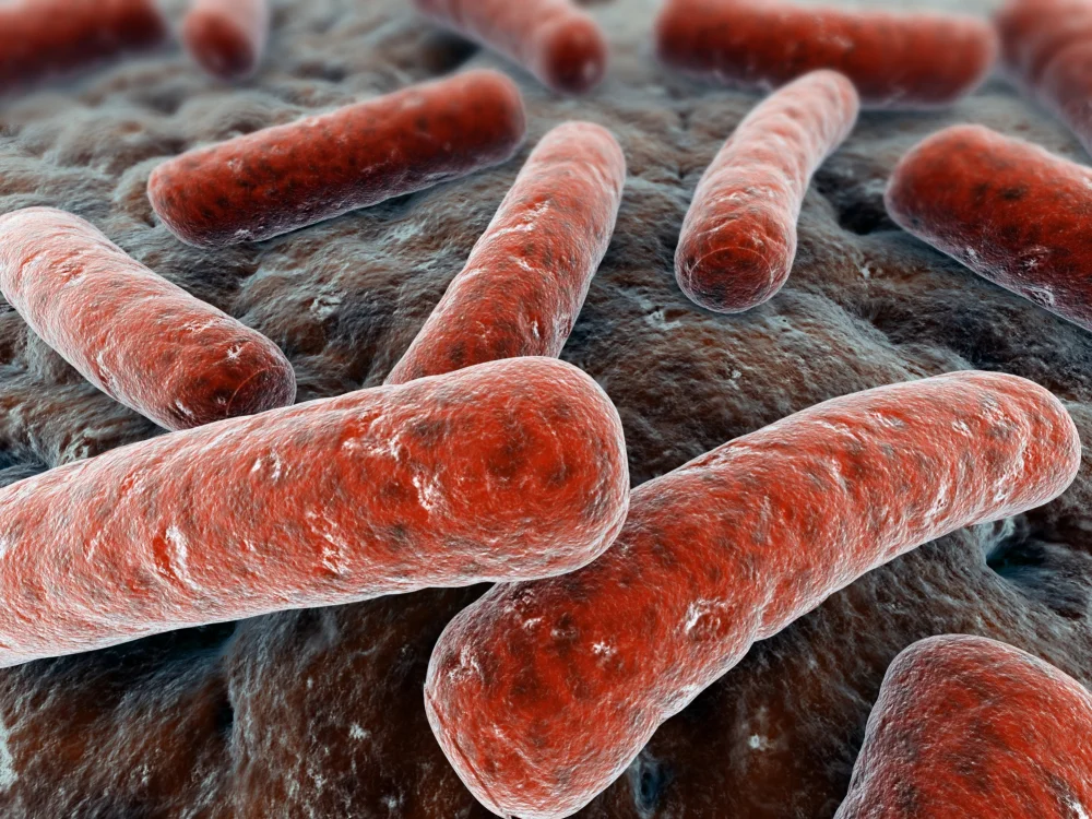 Diferencia entre bacterias nitrificantes y desnitrificantes