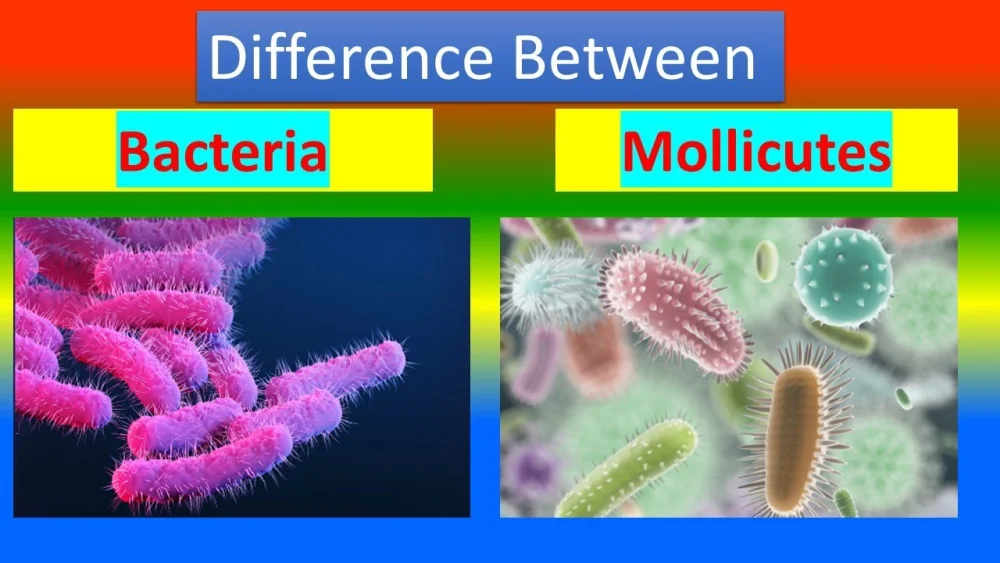Diferencia entre bacterias y mollicutes