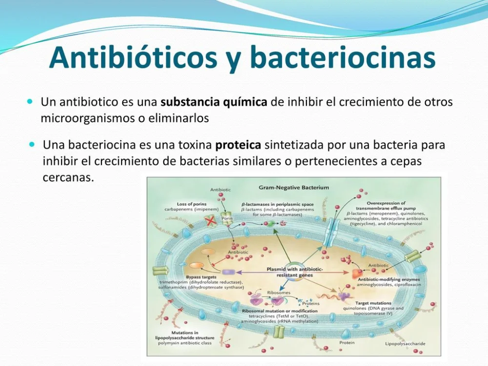 Diferencia entre bacteriocinas y antibióticos