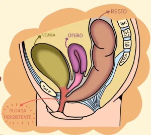 Diferencia entre cloaca y ano