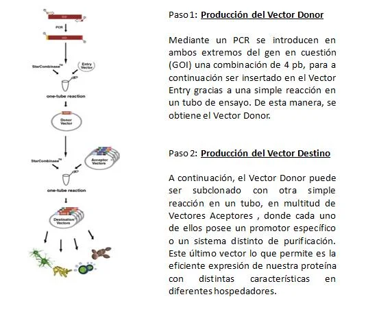 Diferencia entre clonación y subclonación