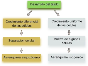 Diferencia entre clorénquima y aerénquima