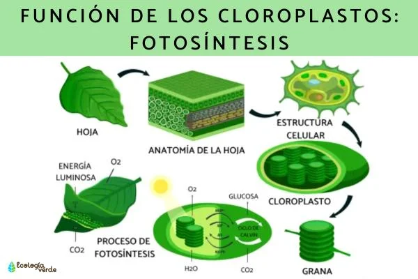 Diferencia entre clorofila y cloroplasto