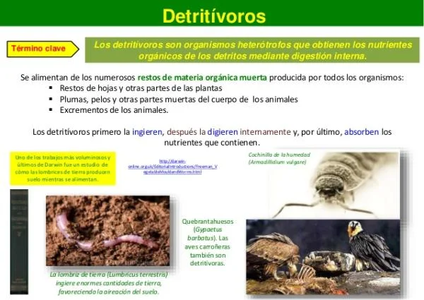 Diferencia entre detritívoros y descomponedores