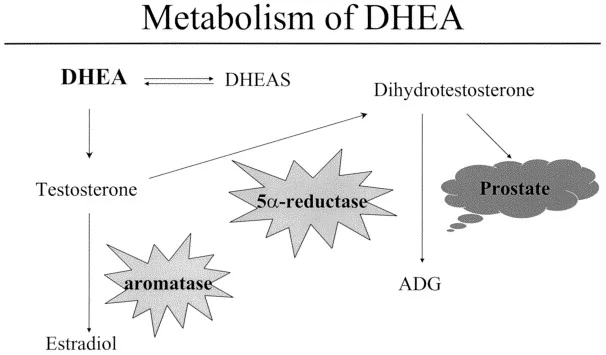 Diferencia entre DHT y DHEA
