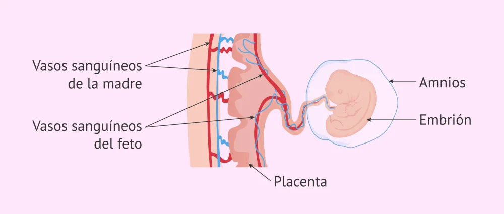 Diferencia entre el corion y la placenta