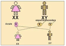 Diferencia entre el cromosoma X y el Y