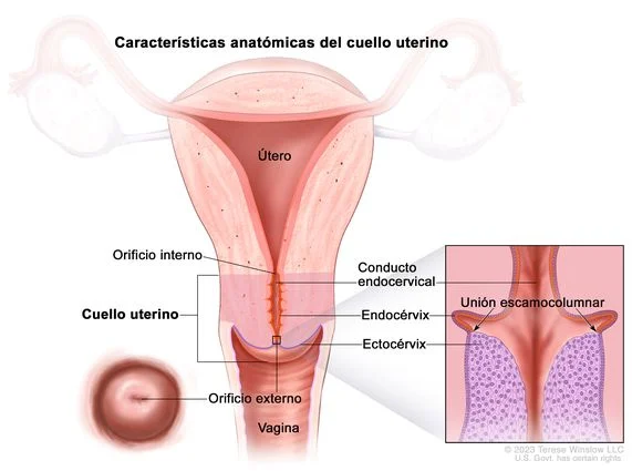 Diferencia entre el cuello uterino y el útero