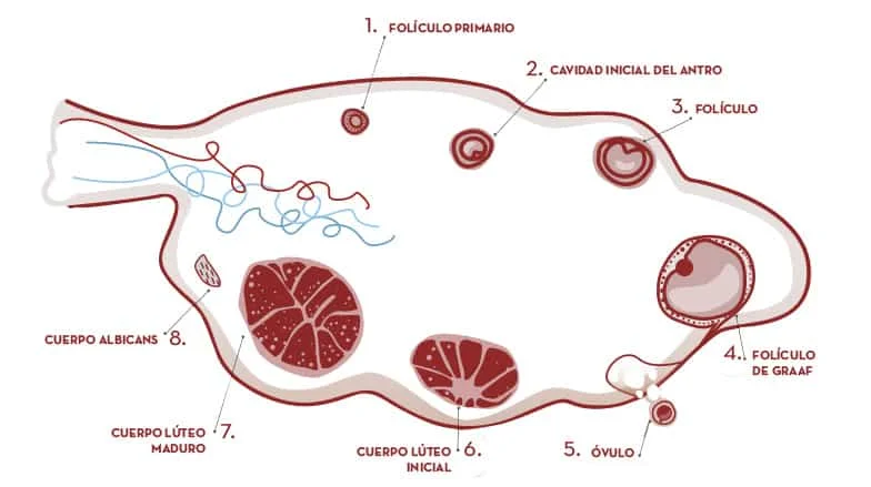 Diferencia entre el cuerpo calloso y el cuerpo lúteo