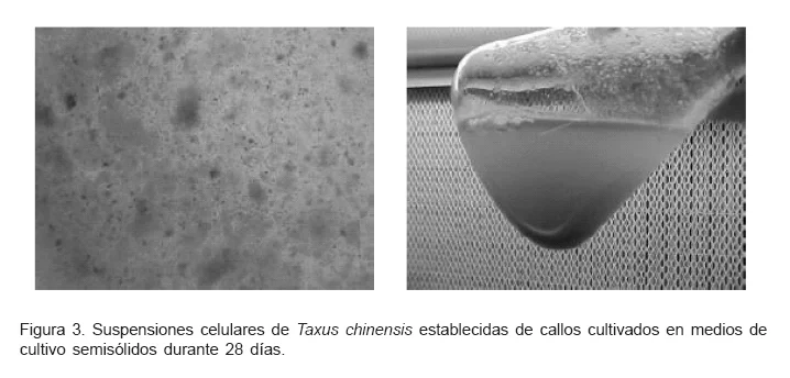 Diferencia entre el cultivo de callos y el cultivo en suspensión celular