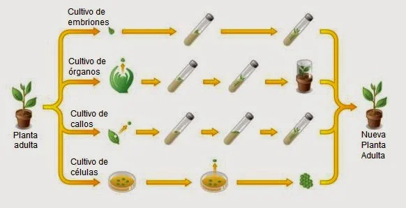 Diferencia entre el cultivo de células animales y el cultivo de tejidos vegetales