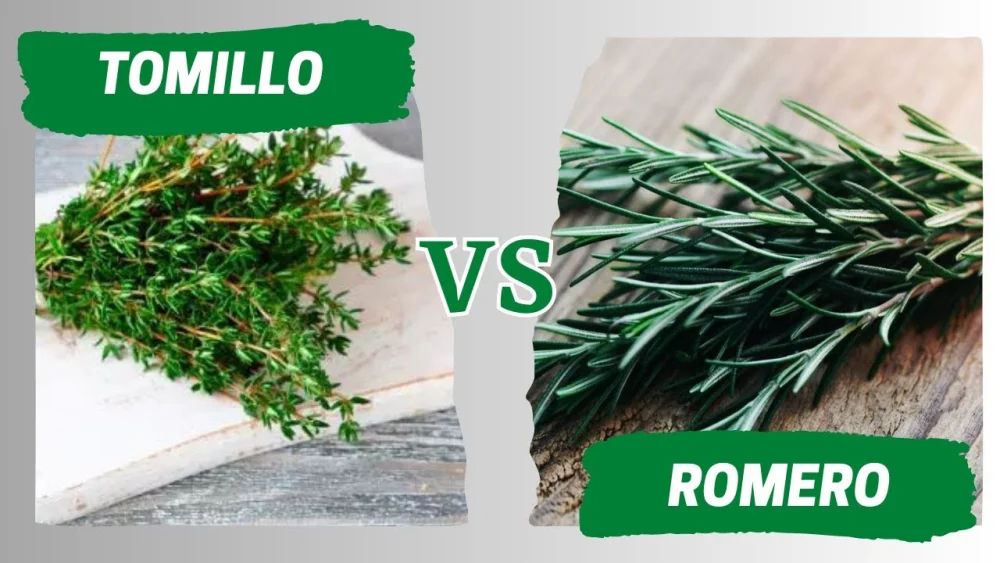 Diferencia entre el tomillo y el romero