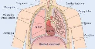 Diferencia entre el tórax y la cavidad torácica