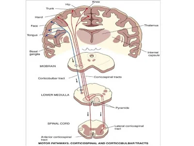 Diferencia entre el tracto corticoespinal anterior y lateral