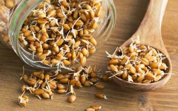 Diferencia entre el trigo germinado y el trigo integral