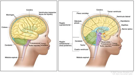 Diferencia entre el tronco encefálico y la médula espinal