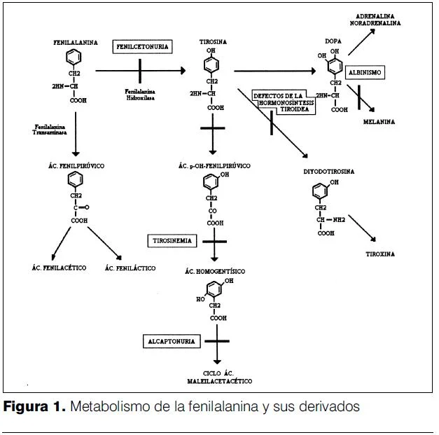 Diferencia entre fenilcetonuria y alcaptonuria