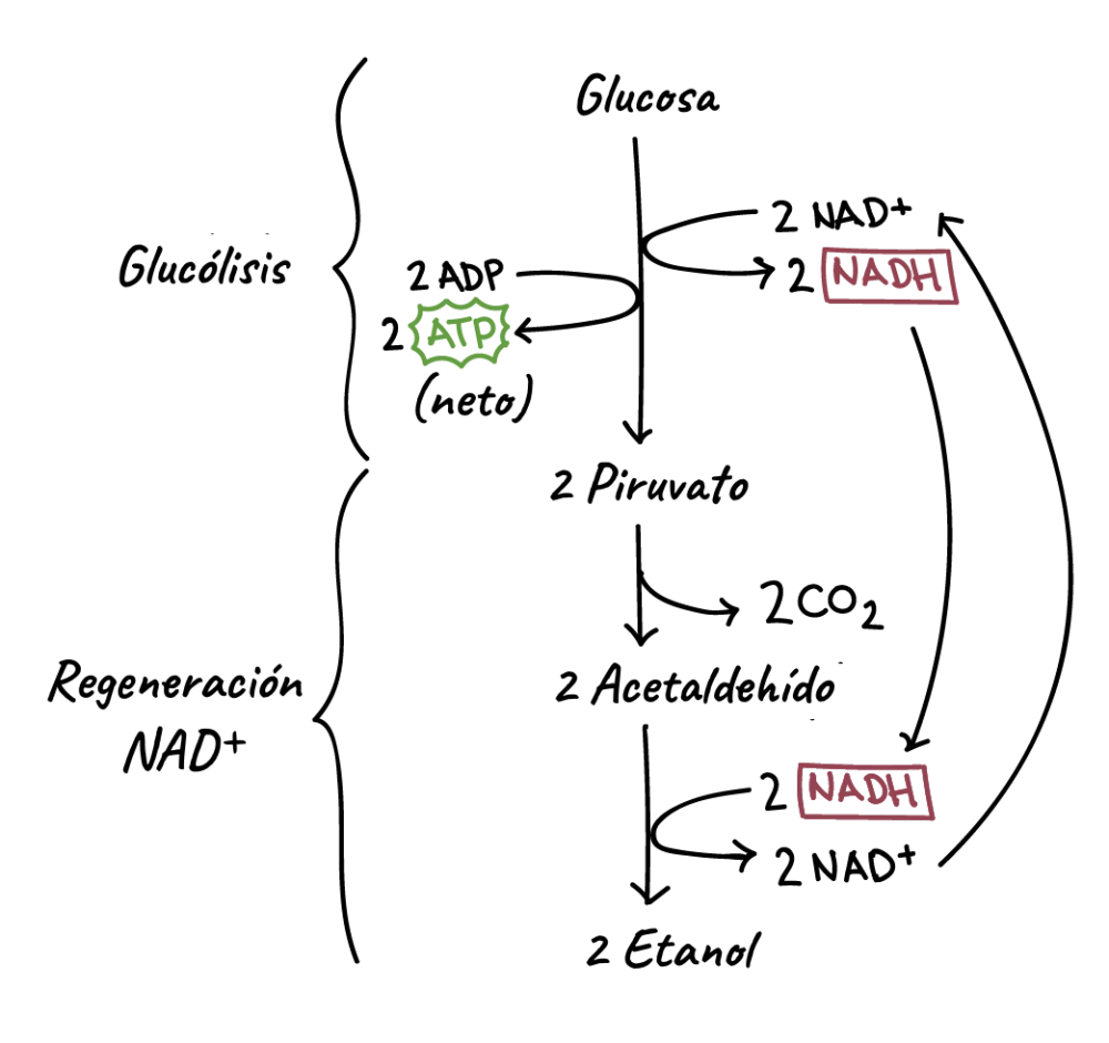 Diferencia entre fermentación y respiración anaeróbica