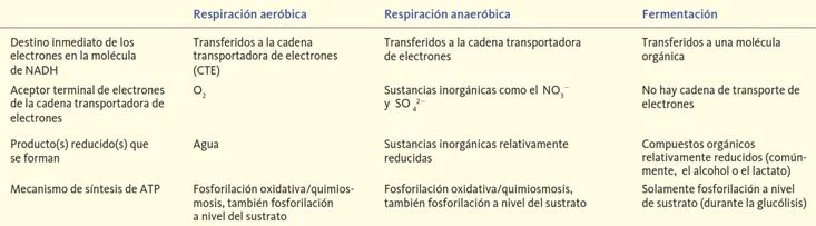 Diferencia entre fermentación y respiración