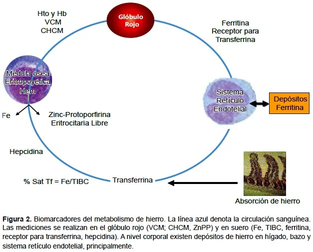 Diferencia entre ferritina y transferrina