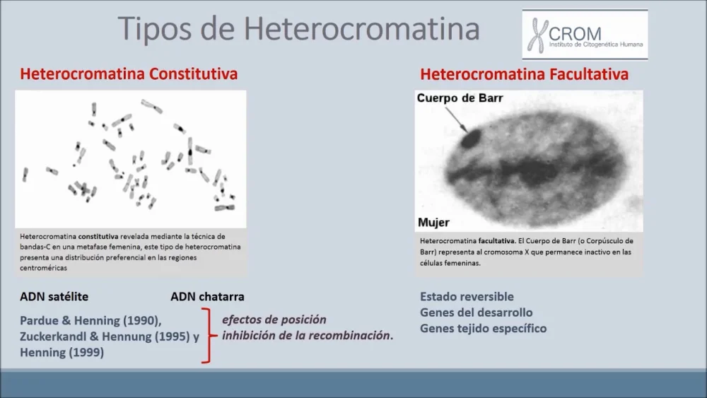 Diferencia entre heterocromatina constitutiva y facultativa