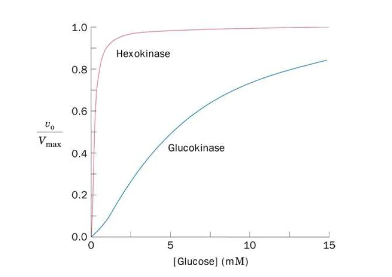 Diferencia entre hexoquinasa y glucoquinasa