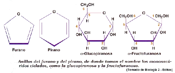 Diferencia entre hexosa y pentosa