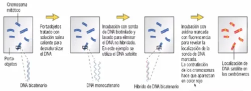 Diferencia entre hibridación de colonias y de placas