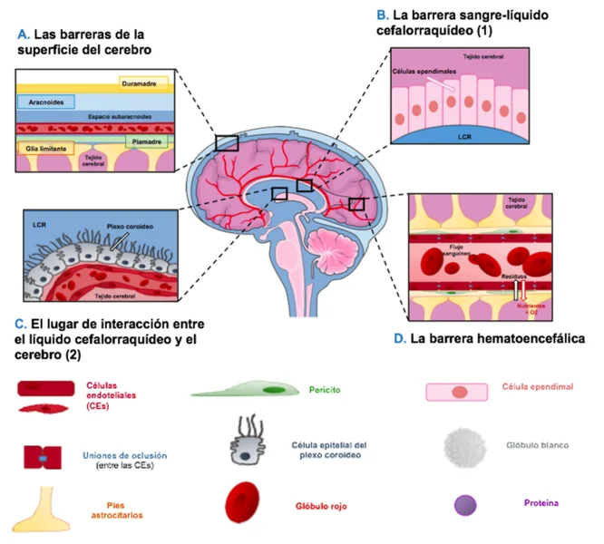 Diferencia entre la barrera hematoencefálica y la barrera hematoencefálica